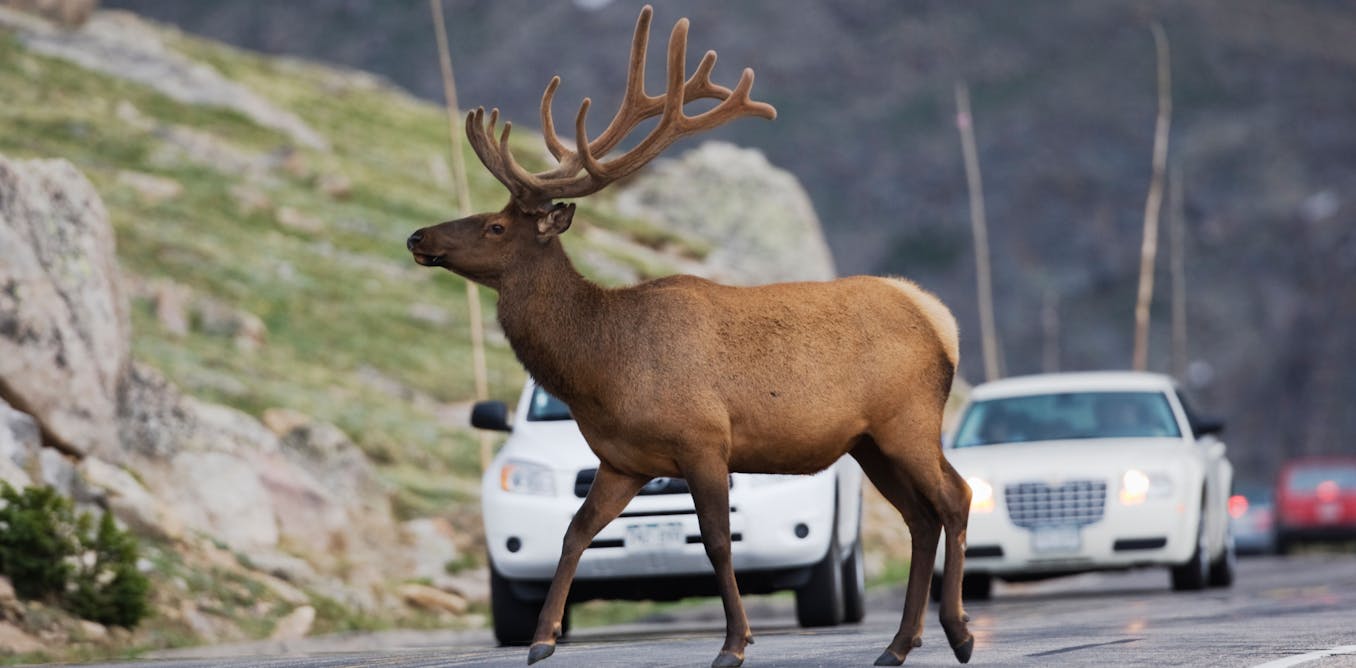 Vehicle collisions may threaten the survival of some mammals

 | Pro IQRA News