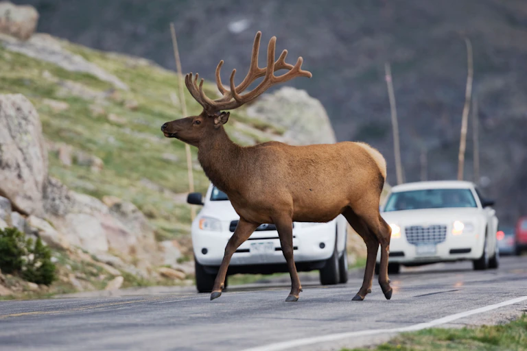 An elk crossing a road in Colorado, USA.
