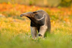 A giant anteater walking through a field.