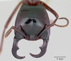Les puissantes mandibules d’une fourmi légionnaire appartenant à l’espèce Dorylus wilverthi