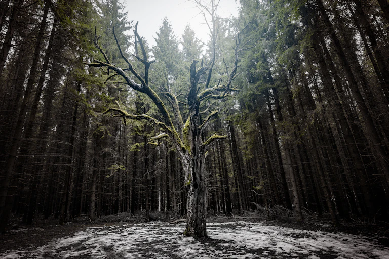 A large dead tree stands in a forest.
