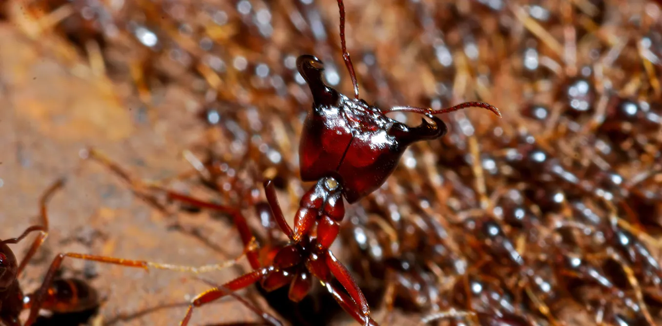 La chasse aux virus dans les forêts tropicales, un travail de fourmis… La chasse aux virus dans les forêts tropicales, un travail de fourmis…
