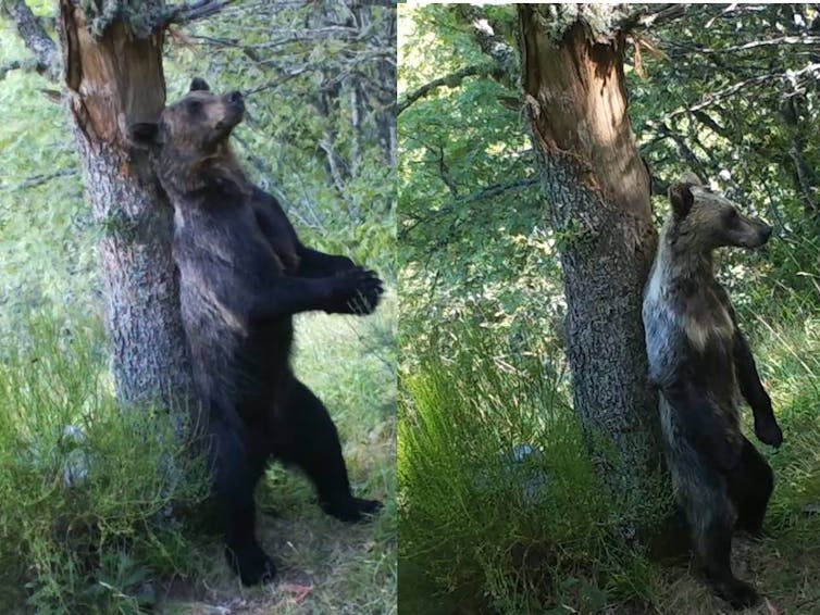 Un oso a dos patas se frota contra el tronco de un árbol.