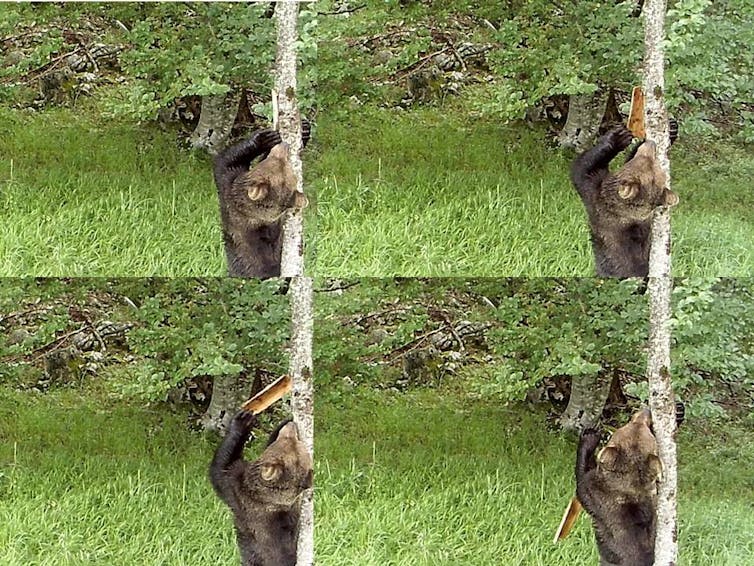 Cuatro capturas en las que aparece un oso quitando la corteza de un árbol.