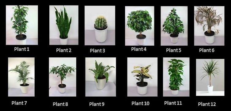 The houseplants assessed by study participants.