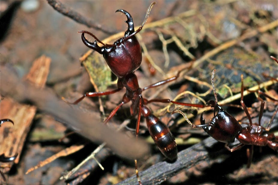 Des fourmis légionnaires photographiées dans la forêt tropicale de Mabira, en Ouganda.