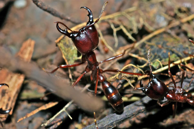 Des fourmis légionnaires photographiées dans la forêt tropicale de Mabira, en Ouganda.