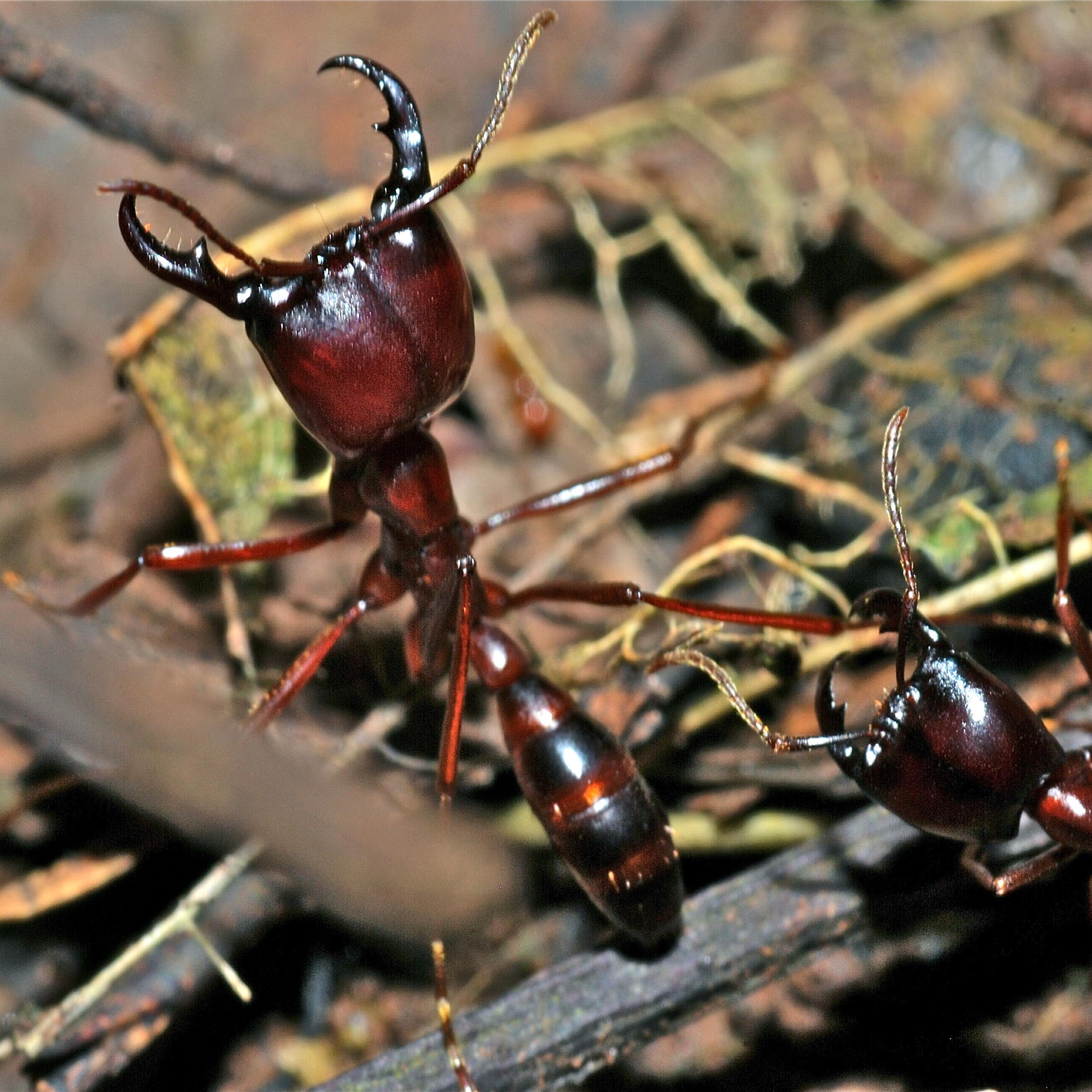 Des fourmis légionnaires photographiées dans la forêt tropicale de Mabira, en Ouganda.