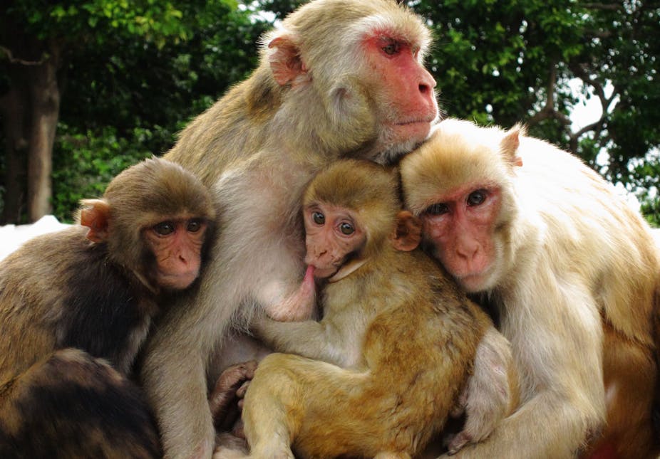 Three smaller monkeys lean on an older, larger one