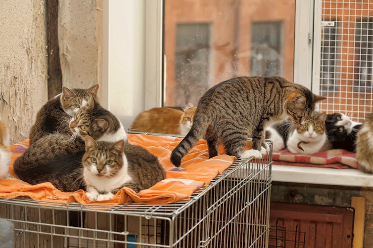 several cats sit on cages at an animal shelter