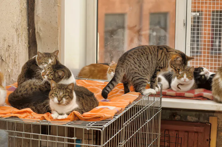 several cats sit on cages at an animal shelter