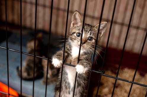 Australian shelters and pounds kill 50,000 mostly healthy cats and kittens in a year. There's a way to prevent this pointless killing