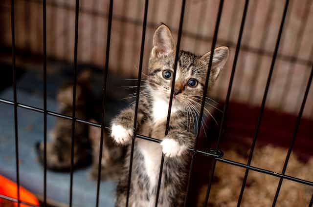 Kitten with paws on bars peers out of cage