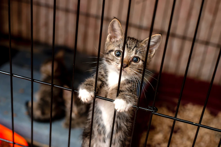 Kitten with paws on bars peers out of cage