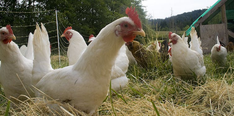 White chickens outdoors on grass