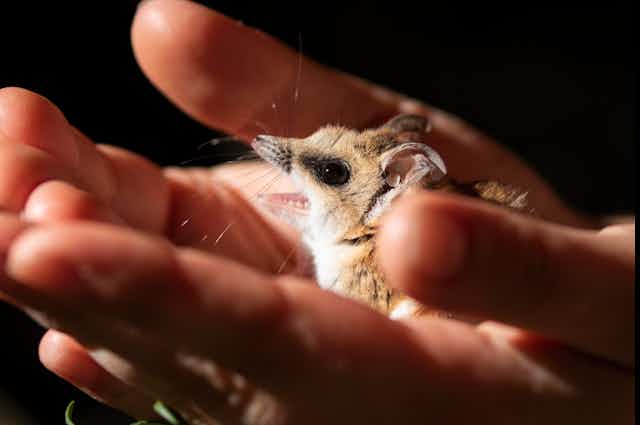 Side view of a fat-tailed dunnart with its mouth open, held in the cupped palms of two hands. 