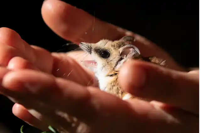 Side view of a fat-tailed dunnart with its mouth open, held in the cupped palms of two hands.