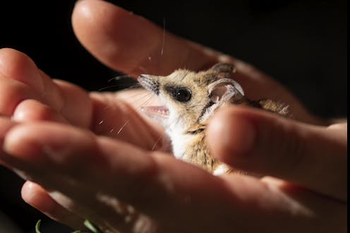 I realised the fat-tailed dunnart was under threat. Here's how I got the species officially listed