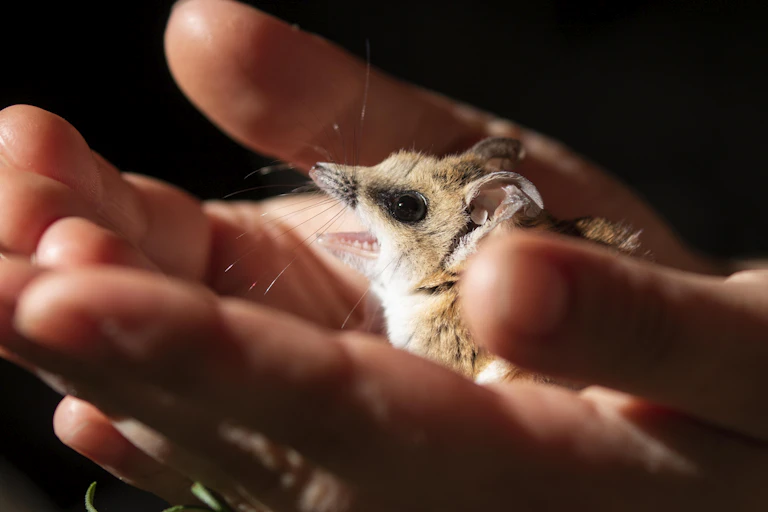 Side view of a fat-tailed dunnart with its mouth open, held in the cupped palms of two hands.