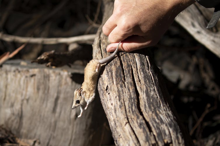 A fat-tailed dunnart leaps down from a log to the ground, the fat tail is close to a person's hand for size comparison.