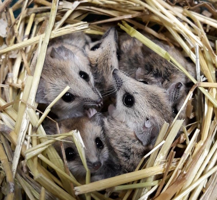A litter of fat-tailed dunnart joeys nesting in straw.