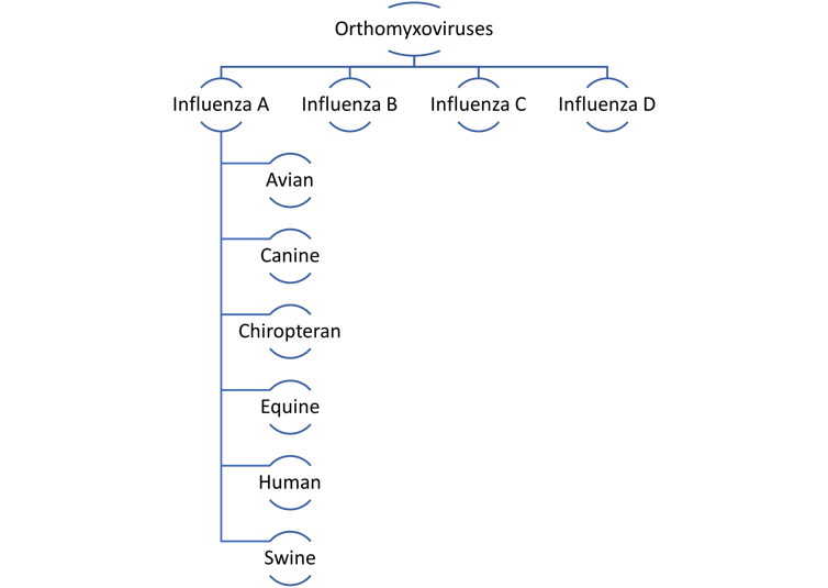 diagram of influenza heirarchy