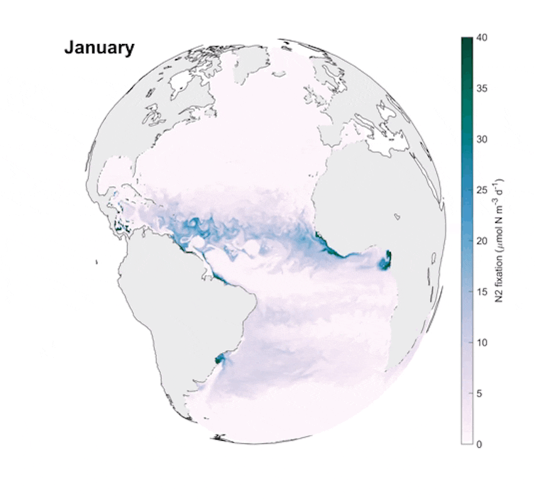 Représentation schématique de l’océan pacifique identique à la figure 2 ; la présence d’azote fixé augmente fortement àpartir d’avril, puis rediminue à partir de novembre