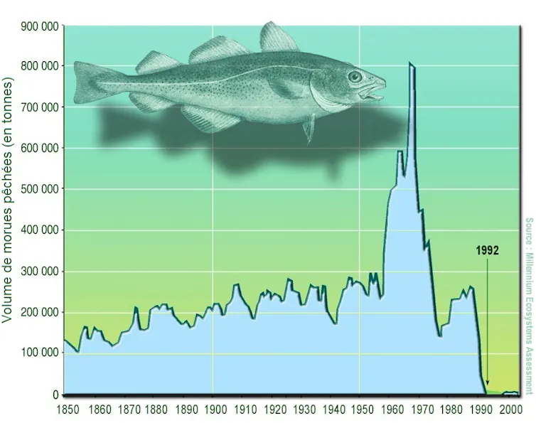 Graphique ; la quantité des prises augmente doucement entre 1850 et 1955, puis augmente brutalement jusqu’à 1970 ; réaugmente un peu entre 1970 et 1992, puis tombe à zéro en 1992. Une infime reprise est visible autour des années 2000