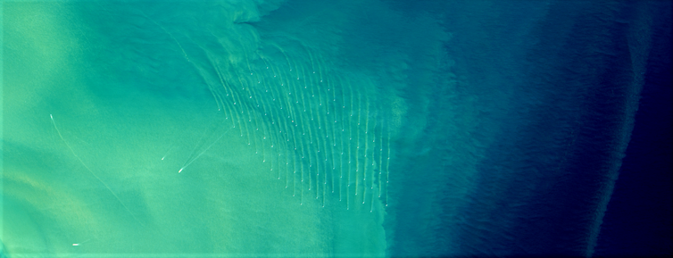 Sediment stirred up in the wakes of an offshore wind farm off the UK coast.