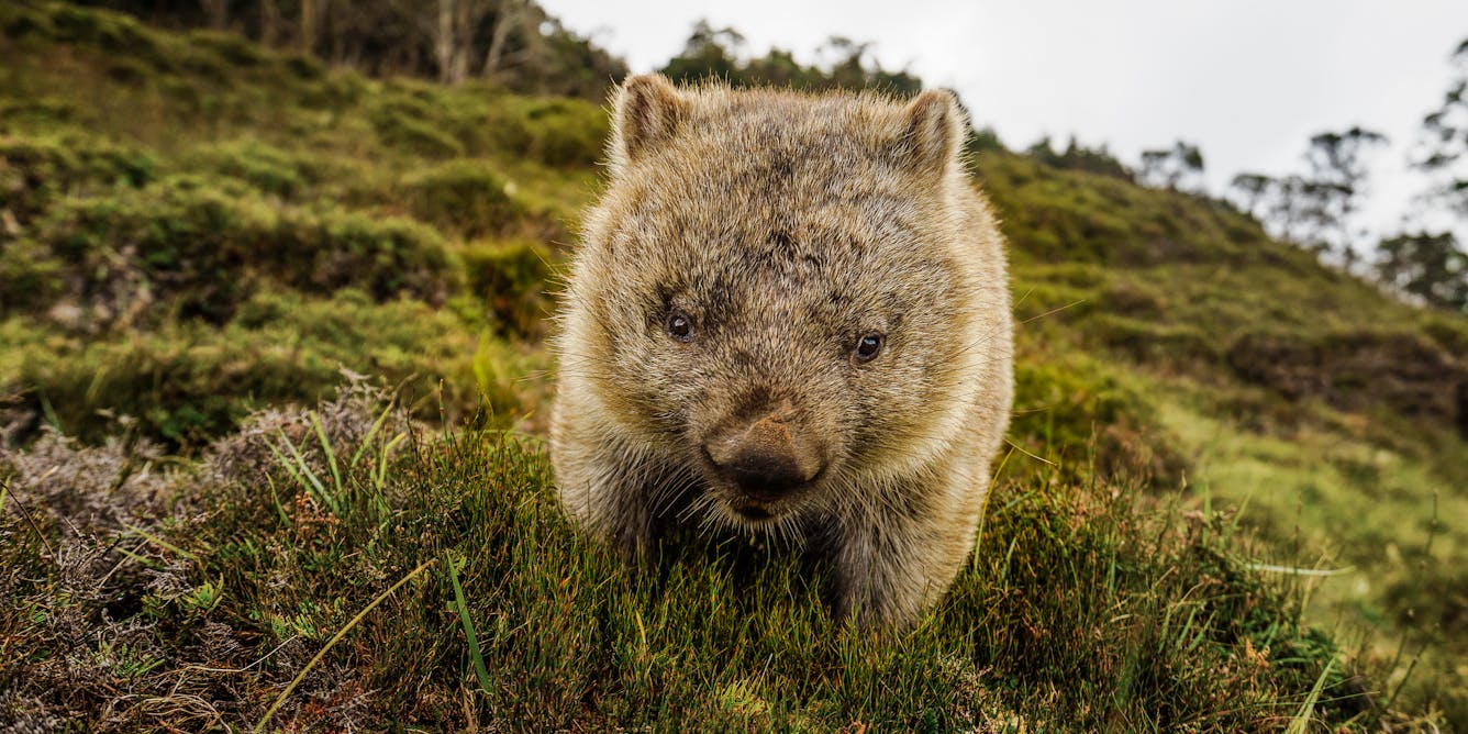 A rare video of wombats having sex sideways offers a glimpse into the  bizarre realm of animal reproduction