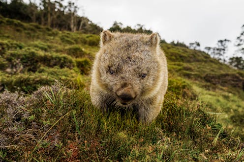 A rare video of wombats having sex sideways offers a glimpse into the bizarre realm of animal reproduction