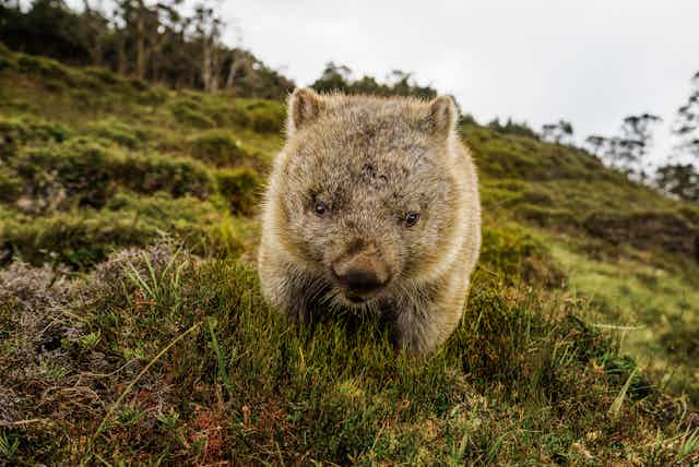 A close-up photo of a wombat on a grassy hill