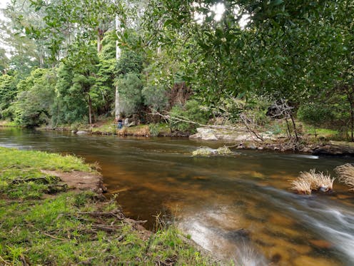 2022 was a good year for nature in Australia – but three nasty problems remain