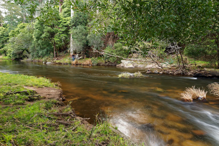 flowing green-fringed river