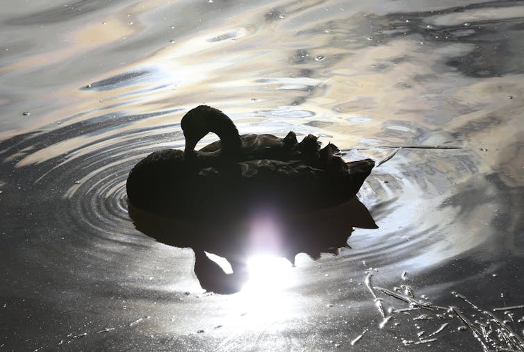 a black swan silhouetted on water