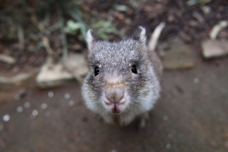 a bettong looks at camera