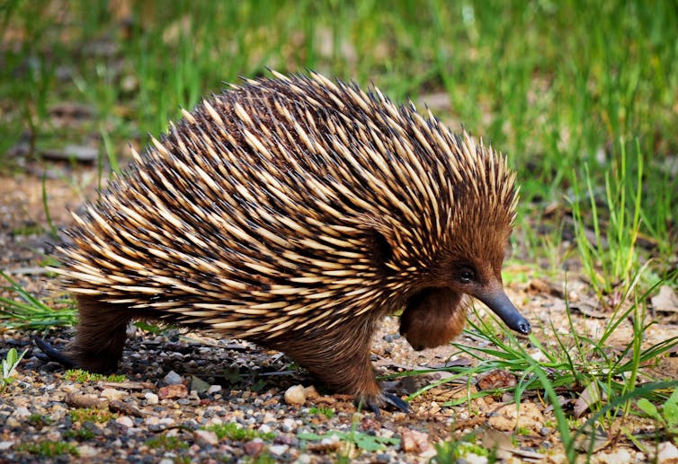 An echidna