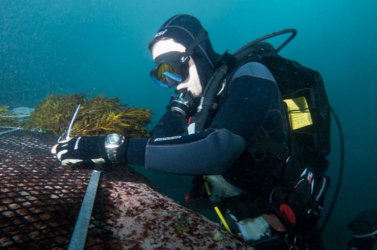 Scuba diver planting kelp forest underwater