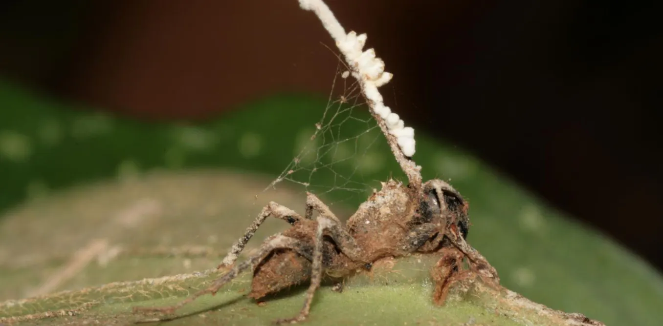 Podcast : Tous parasités ? Podcast : Tous parasités ?