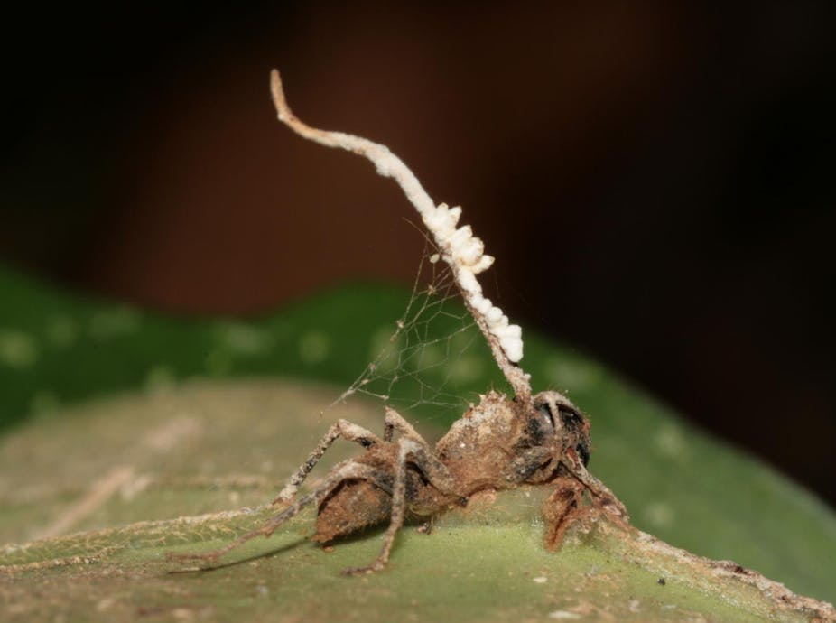 Photo du cadavre d'une fourmi « zombie » accrochée à une feuille, dans le sous-bois d’une forêt tropicale. Le champignon parasite qui l'a tuée (Ophiocordyceps unilateralis) et émerge de sa tête est lui même victime d’un champignon hyperparasite (en blanc).