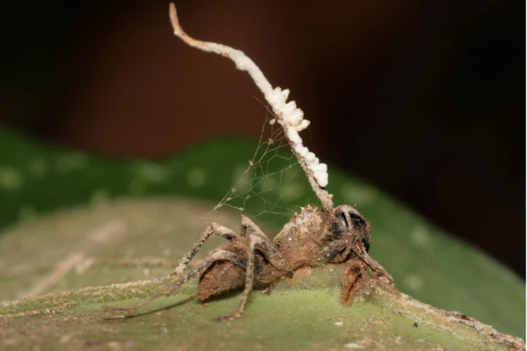 Photo du cadavre d'une fourmi « zombie » accrochée à une feuille, dans le sous-bois d’une forêt tropicale. Le champignon parasite qui l'a tuée (Ophiocordyceps unilateralis) et émerge de sa tête est lui même victime d’un champignon hyperparasite (en blanc).
