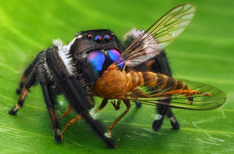 Spider Spotlight: Jumping Spiders - Drive-Bye Pest Exterminators