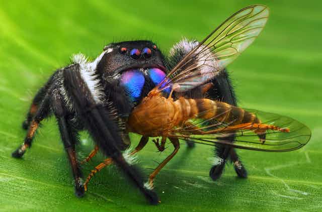 a spider eating a fly