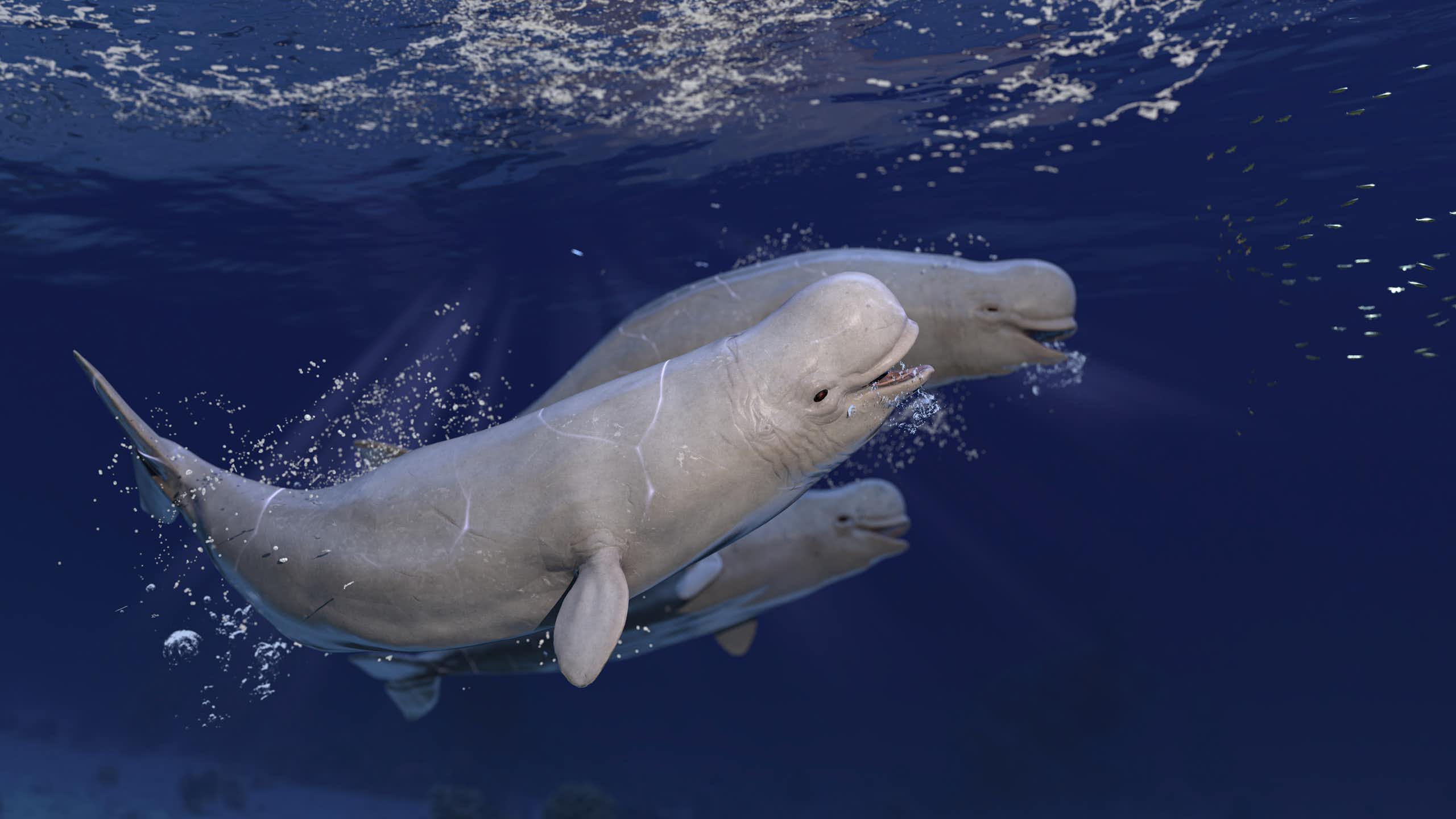 Les drones sont utiles pour les scientifiques, mais dérangent les baleines