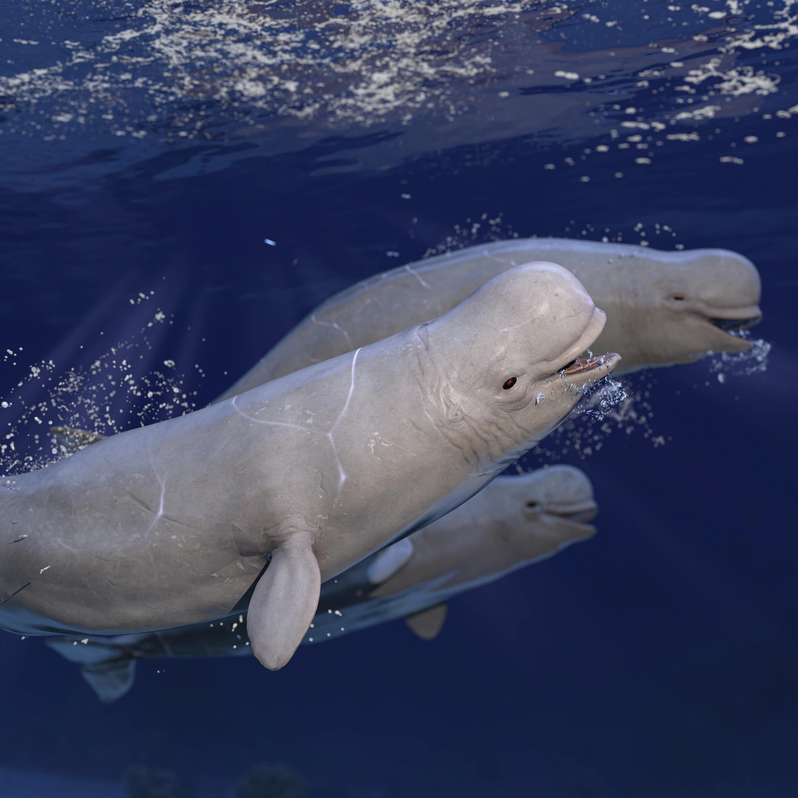 Les drones sont utiles pour les scientifiques, mais dérangent les baleines