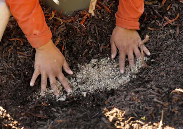 Hands spread seeds over a layer of mulch