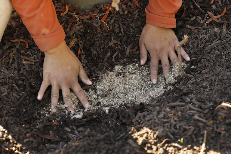 Hands spread seeds over a layer of mulch