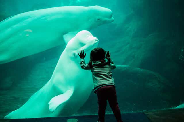 Una niña pequeña y una beluga en un acuario.