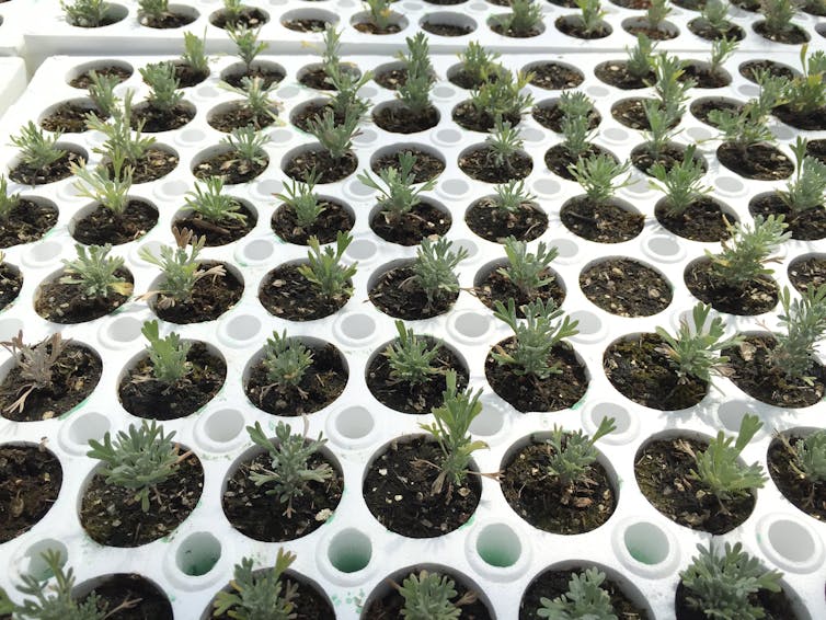 Dozens of small potted seedlings sprouting in large trays.
