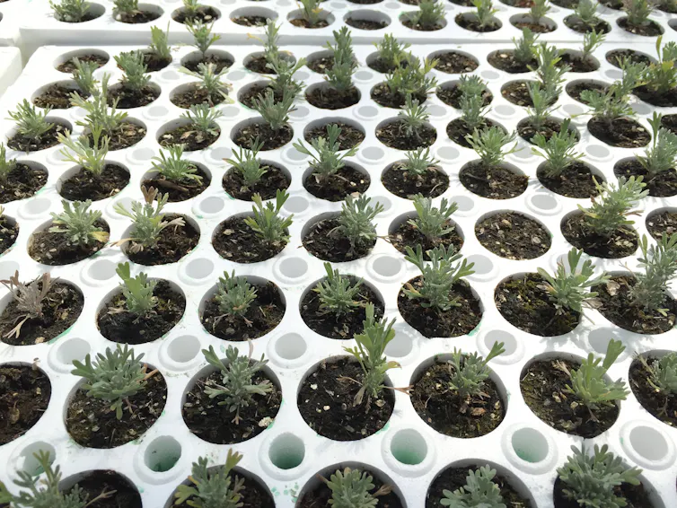 Dozens of small potted seedlings sprouting in large trays.